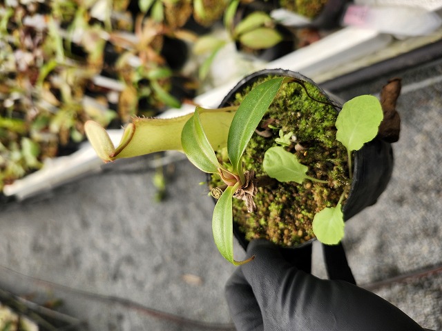 J551 5-3 N. Nakacho 一正園 - Y's Exotics （山田食虫植物農園）