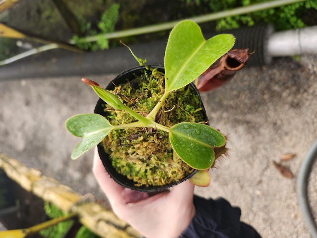 G651 1-3 N. (truncata x peltata) x lowii #NNN - Y's Exotics （山田