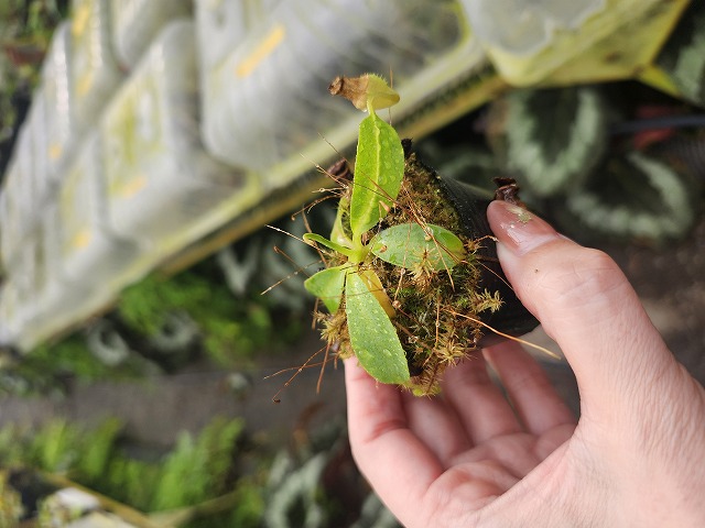 希少★ 海外輸入苗 opuntia flexospina（2セット！） G461 1-4 N. (maxima x campanulata) x xtrusmadiensis #NNN | Y's