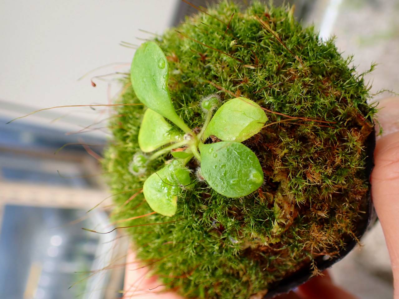 E144 1-2 Cephalotus follicularis black pitcher clone (Botanical
