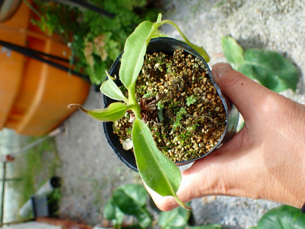 E608 1-1 N. maxima wavy stem x maxima (d) Sulawesi green Y's - Y's