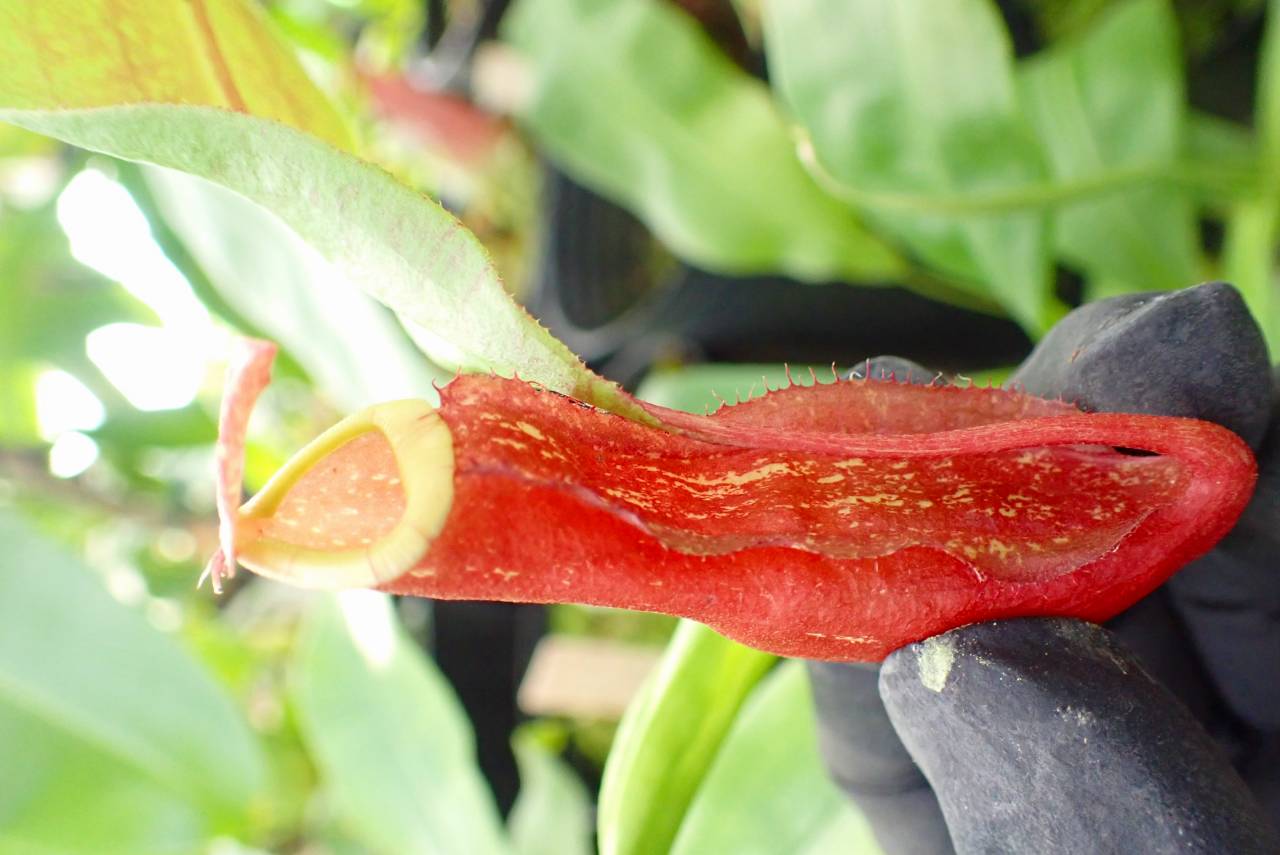 ゴライアストリバネアゲハ　Weigeo産　激レア！？ Yahoo!オークション -「ゴライアストリバネアゲハ」の落札相場