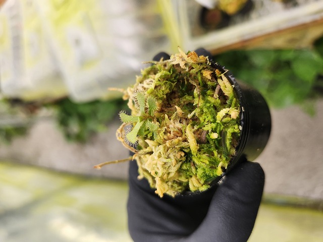 G102 1-4 D. slackii CS | Y's Exotics （山田食虫植物農園）