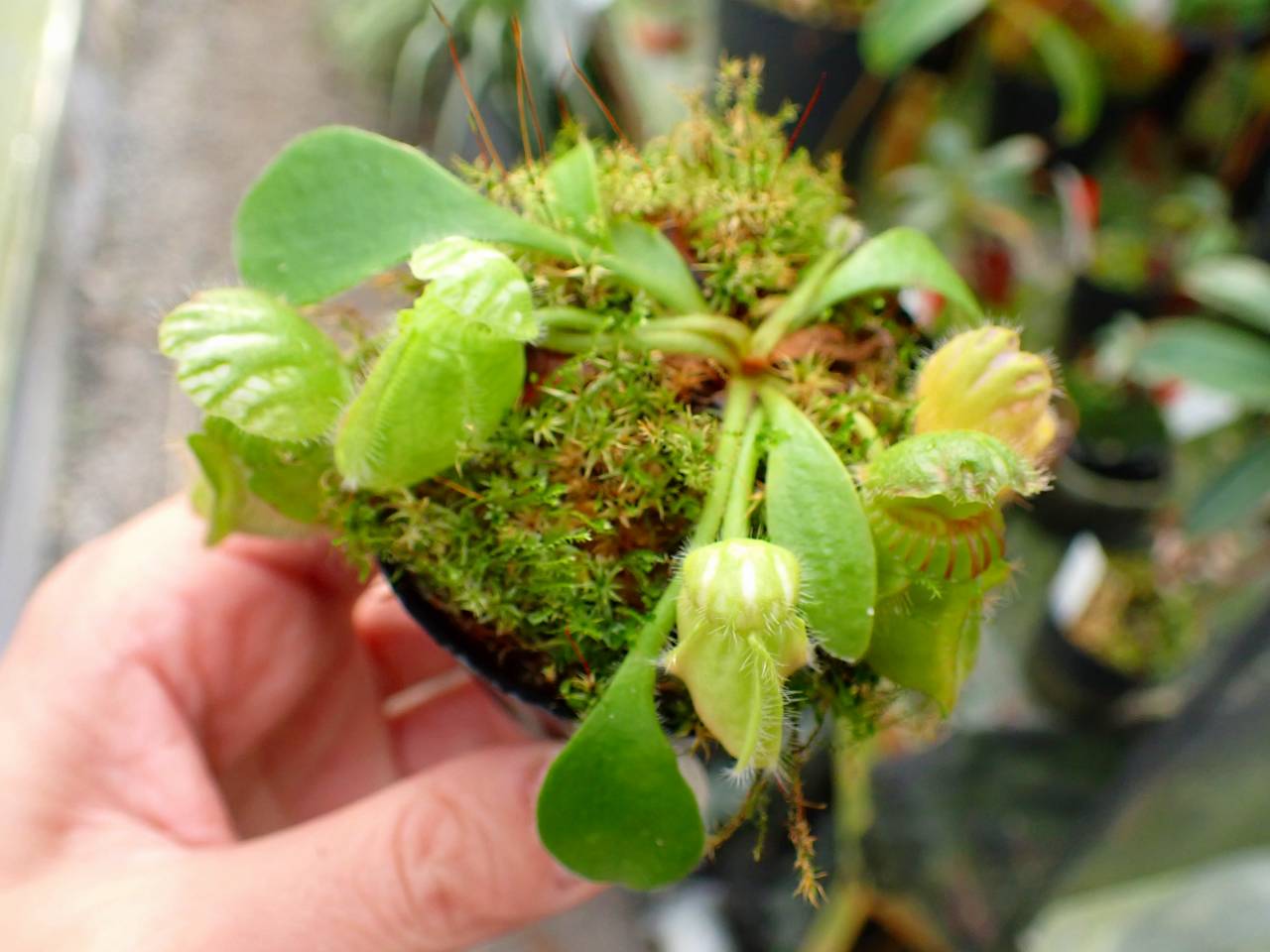Y270 1-1 Cephalotus seedling of Hummer's Giant 01 BCP - Y's