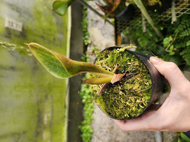 J161 1-1 H. minor var. pilosa (Auyan) - clone1 AW - Y's Exotics