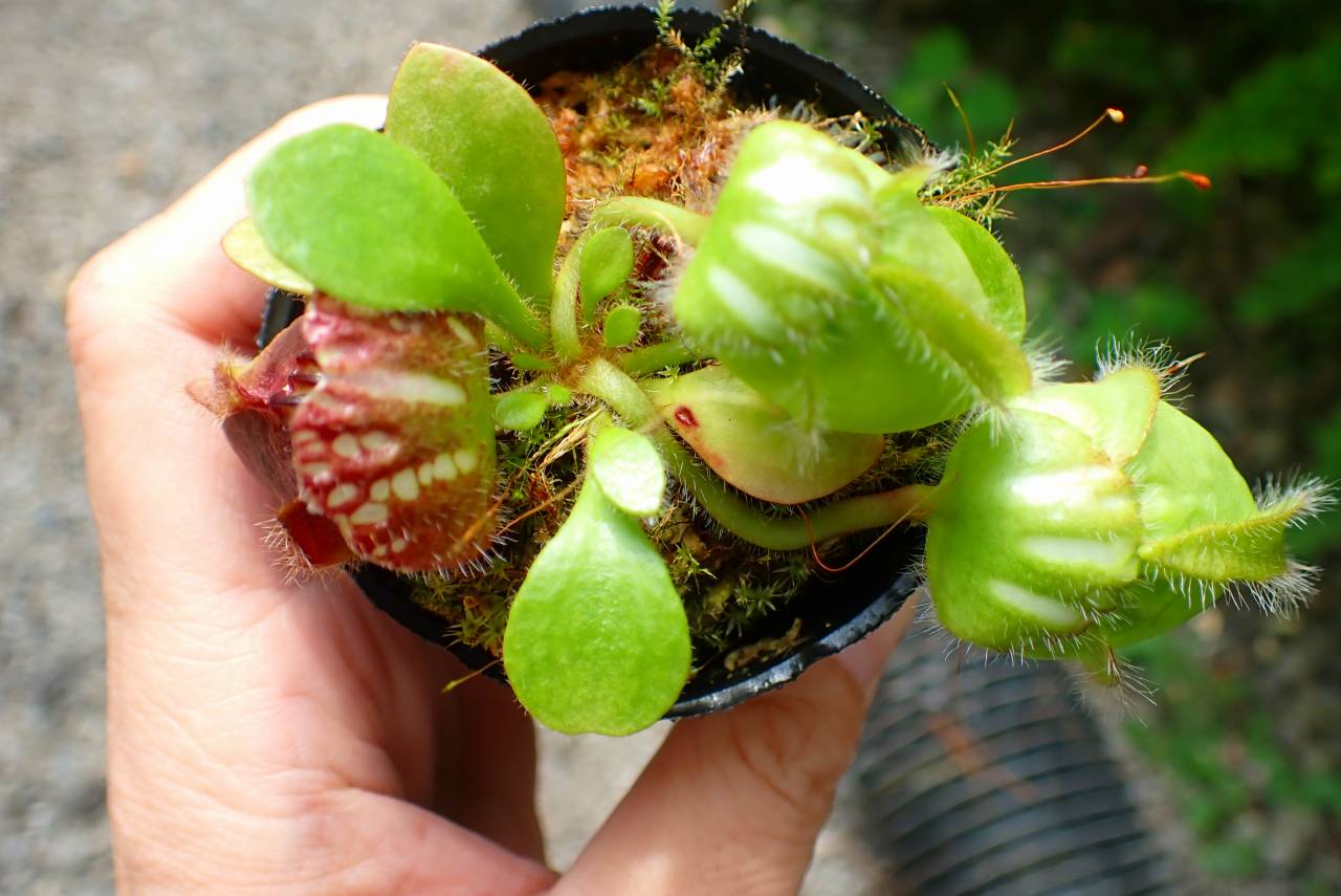 その他観葉植物 Cephalotus follicularis `Big Boy' Cedric P097 1-1 Cephalotus follicularis `Big Boy' Cedric | Y's