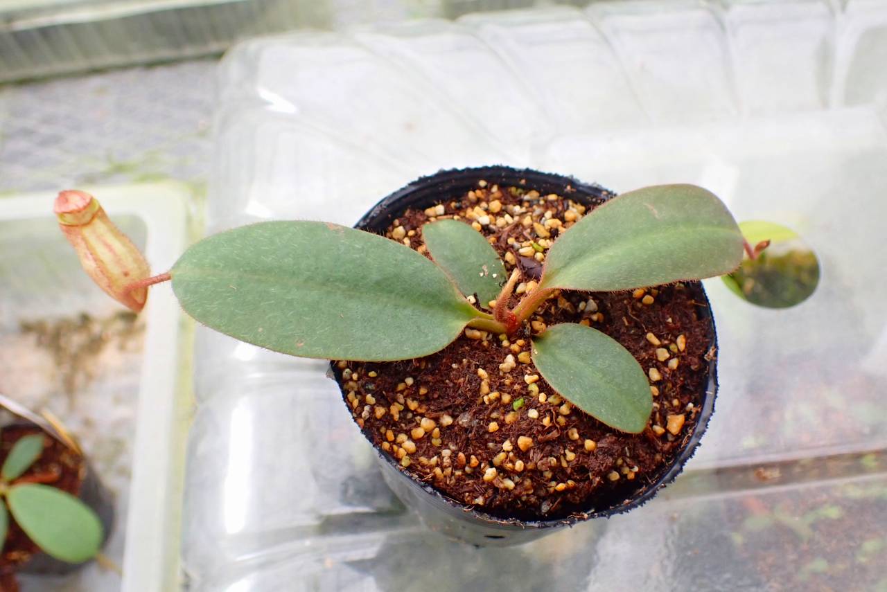 G021 5-1 #BBB N. peltata f `yellow phantom' cv Yamada x