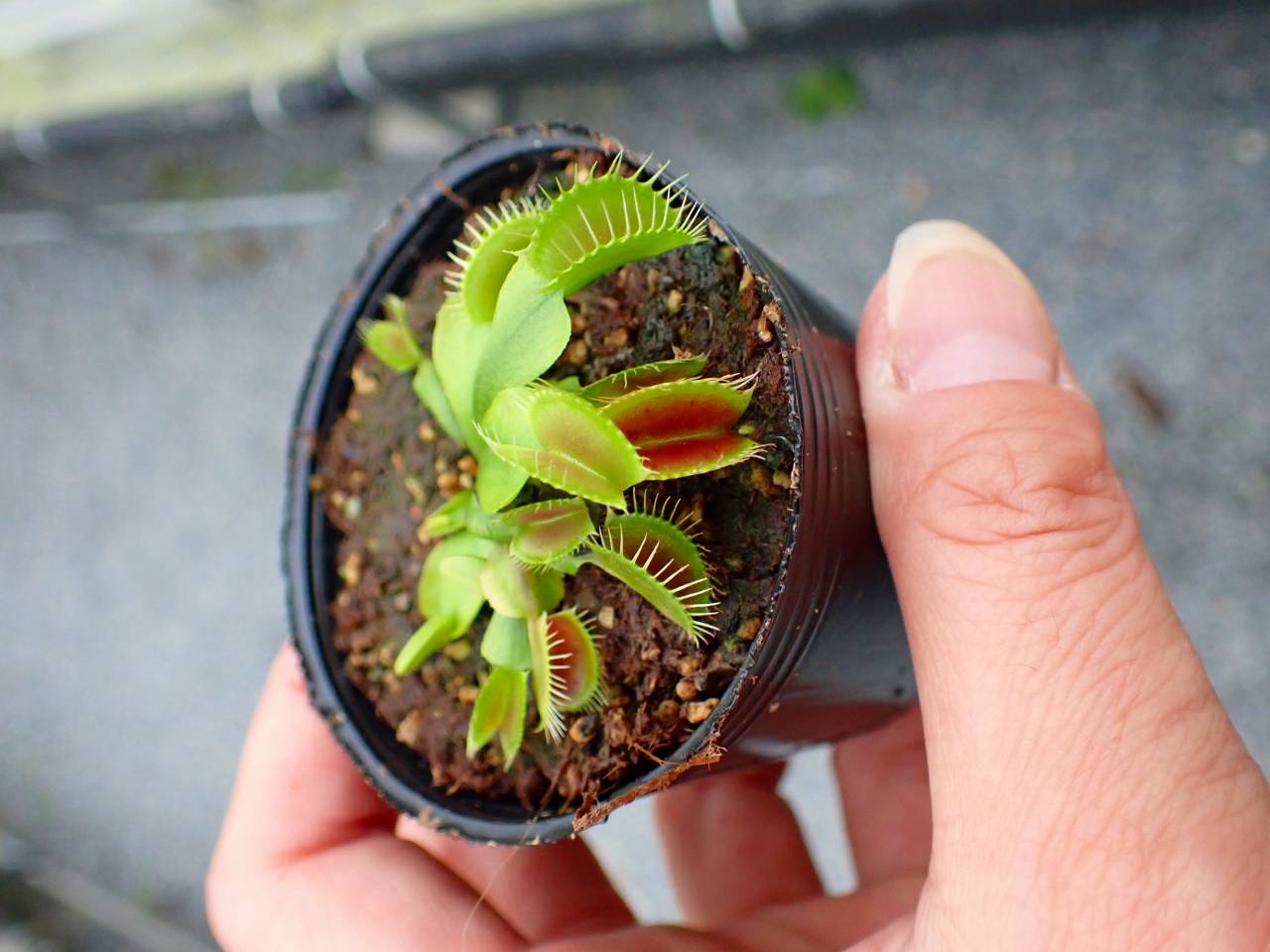 G158 5-1 Dionaea muscipula South-West Giant Y's Lab - Y's Exotics