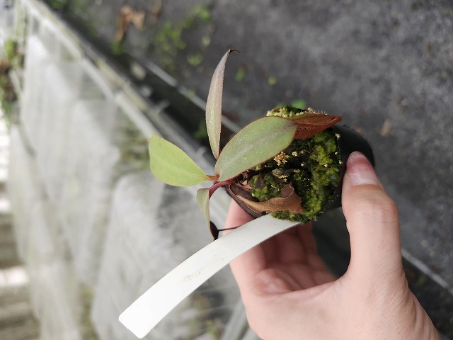 P812 5-1 N. (truncata x ephippiata) x palawanensis #NNN | Y's