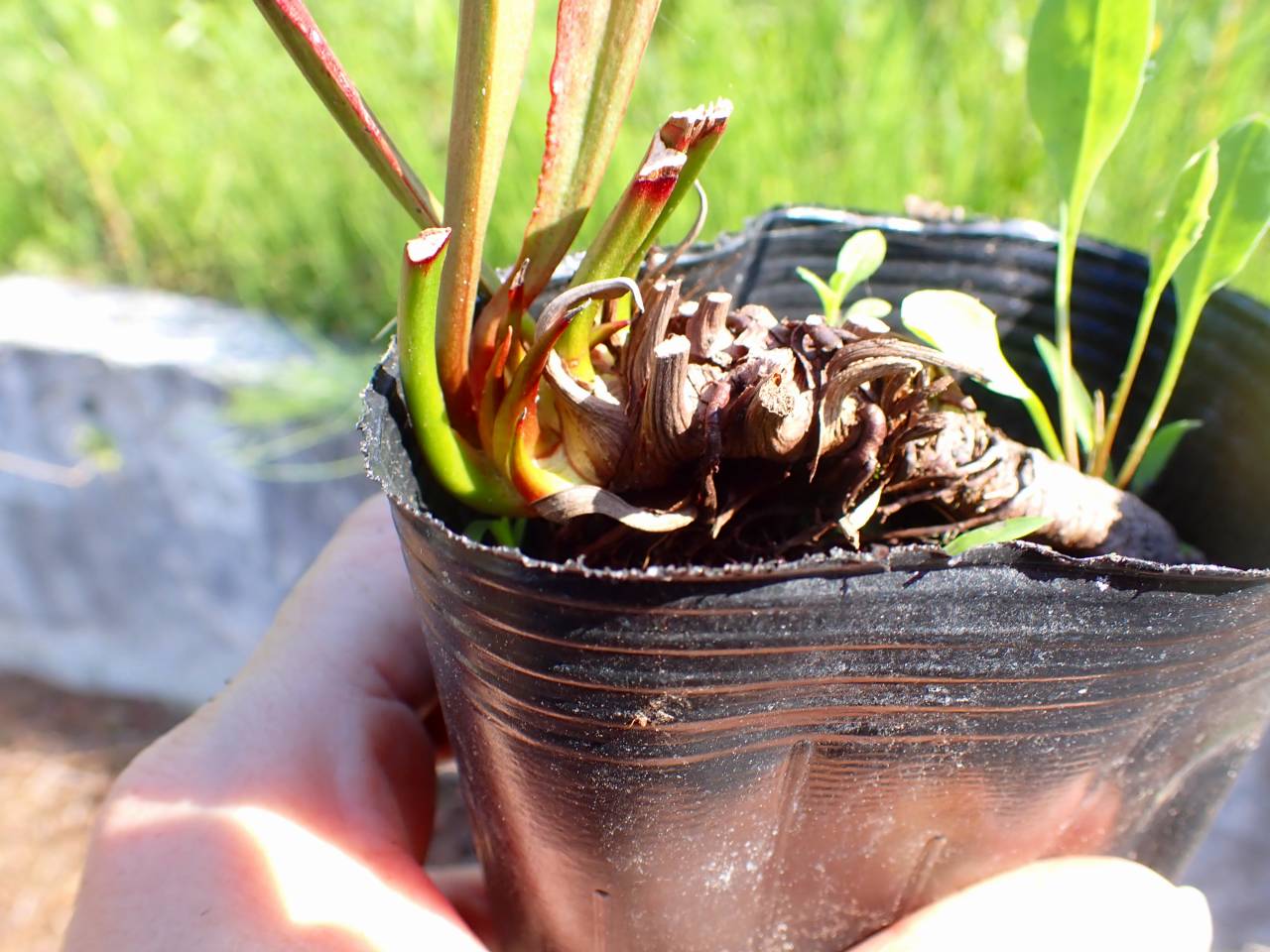 G730 S. popei (red form) - Y's Exotics （山田食虫植物農園）