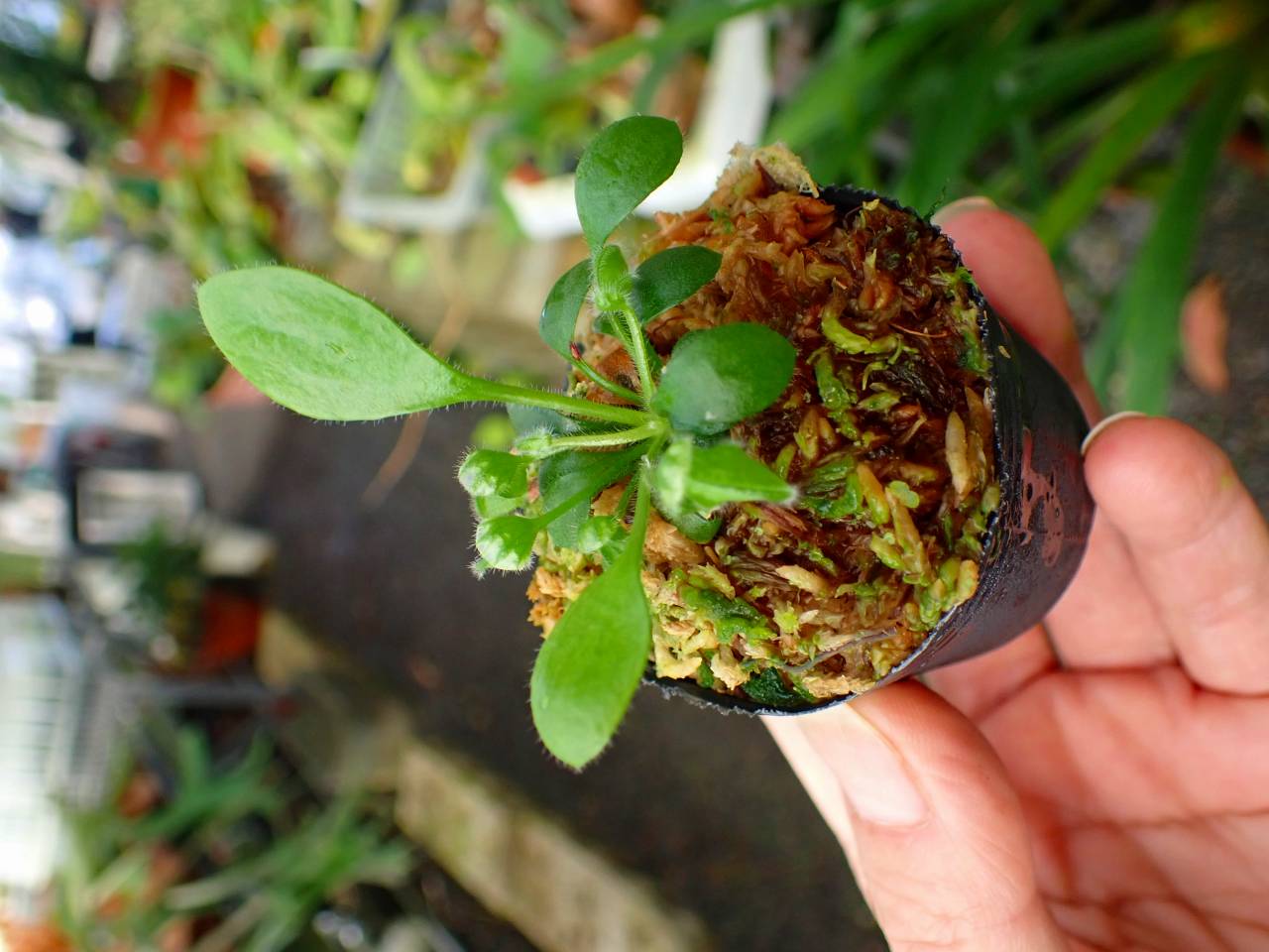 R129 3-2 [YA-30] Cephalotus follicularis Giant Y's Lab - Y's