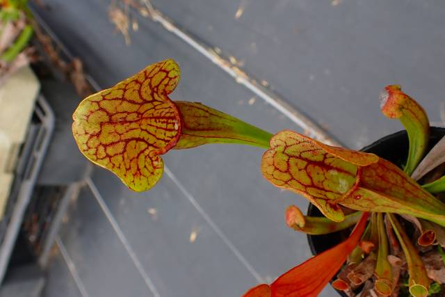 【にこにこ植物】速達 P298 1ura S. Hybrid (seedling) Y's | Y's Exotics （山田食虫