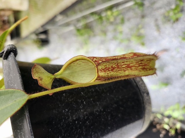 P390 5-1 N. mindanaoensis TH | Y's Exotics （山田食虫植物農園）
