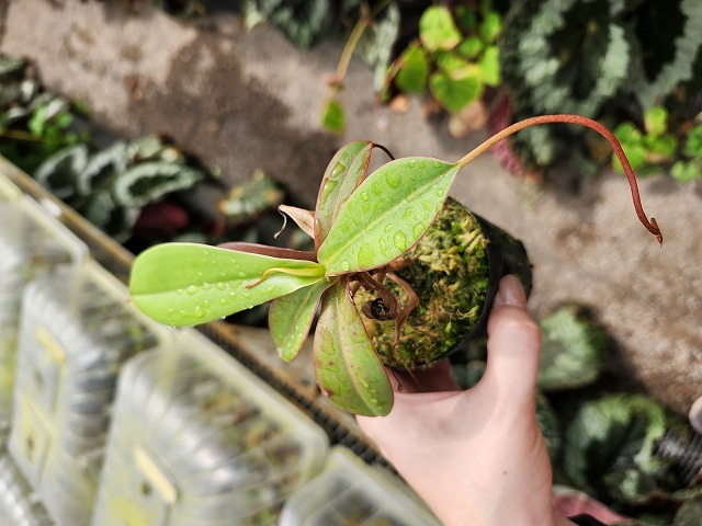 アエオニウム 99999 Y479 1-4 N. sibuyanensis /NE-109 MT | Y's Exotics （山田食虫