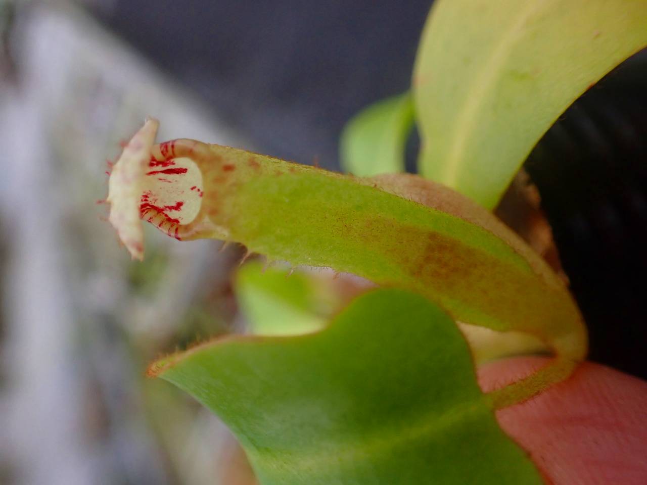 G981 5-1 [YA-170] N. clipeata Nep Garadner Y's Lab - Y's Exotics