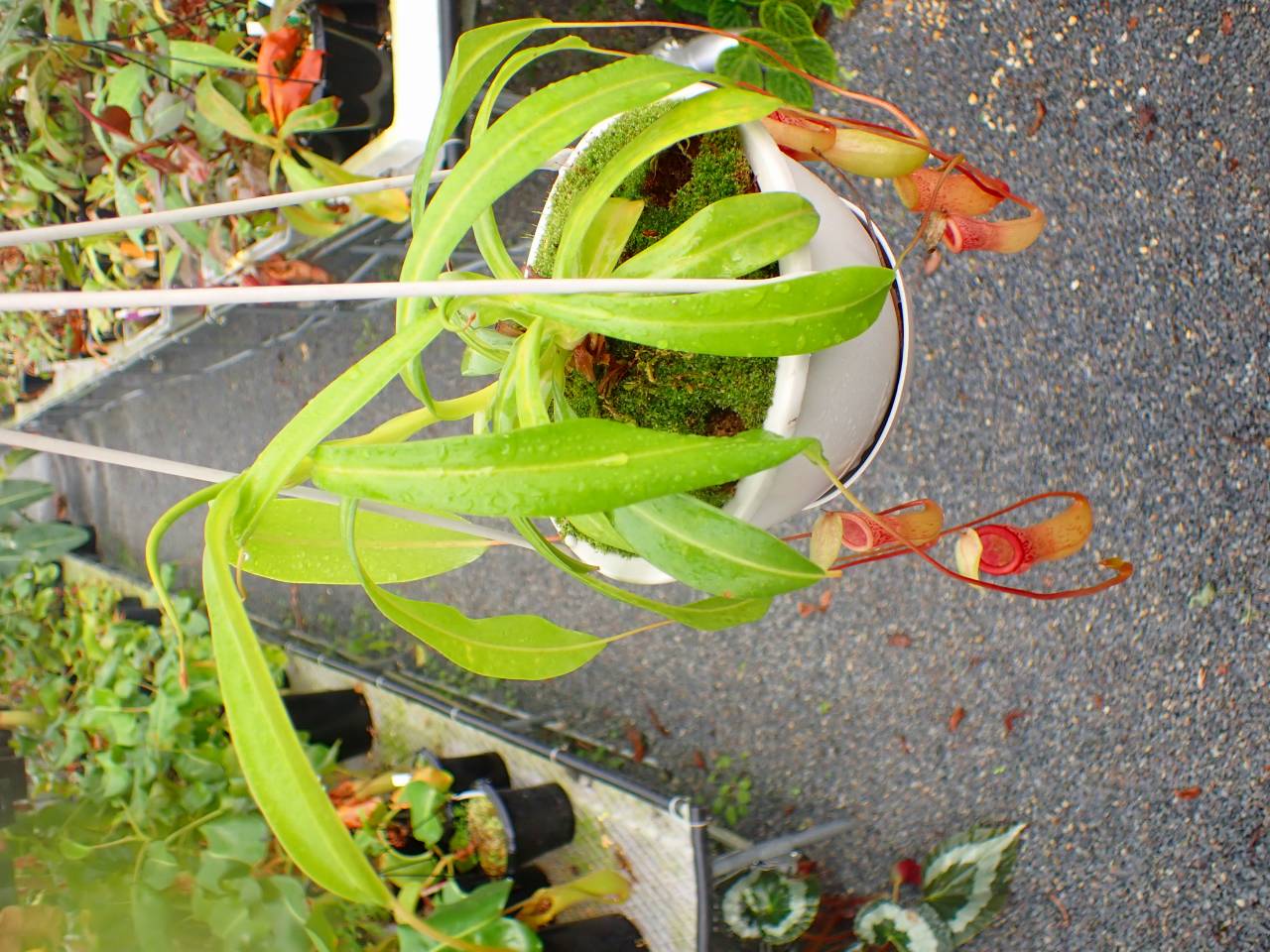 Y824 5-1 N. ventricosa red AW - Y's Exotics （山田食虫植物農園）