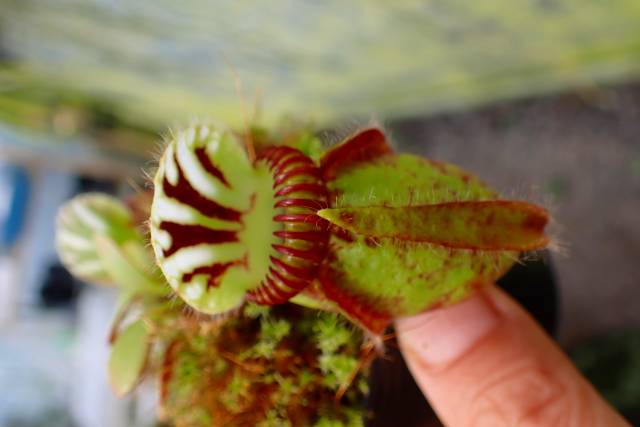 G147 1-1 Cephalotus follicularis `Big Boy' Cedric | Y's