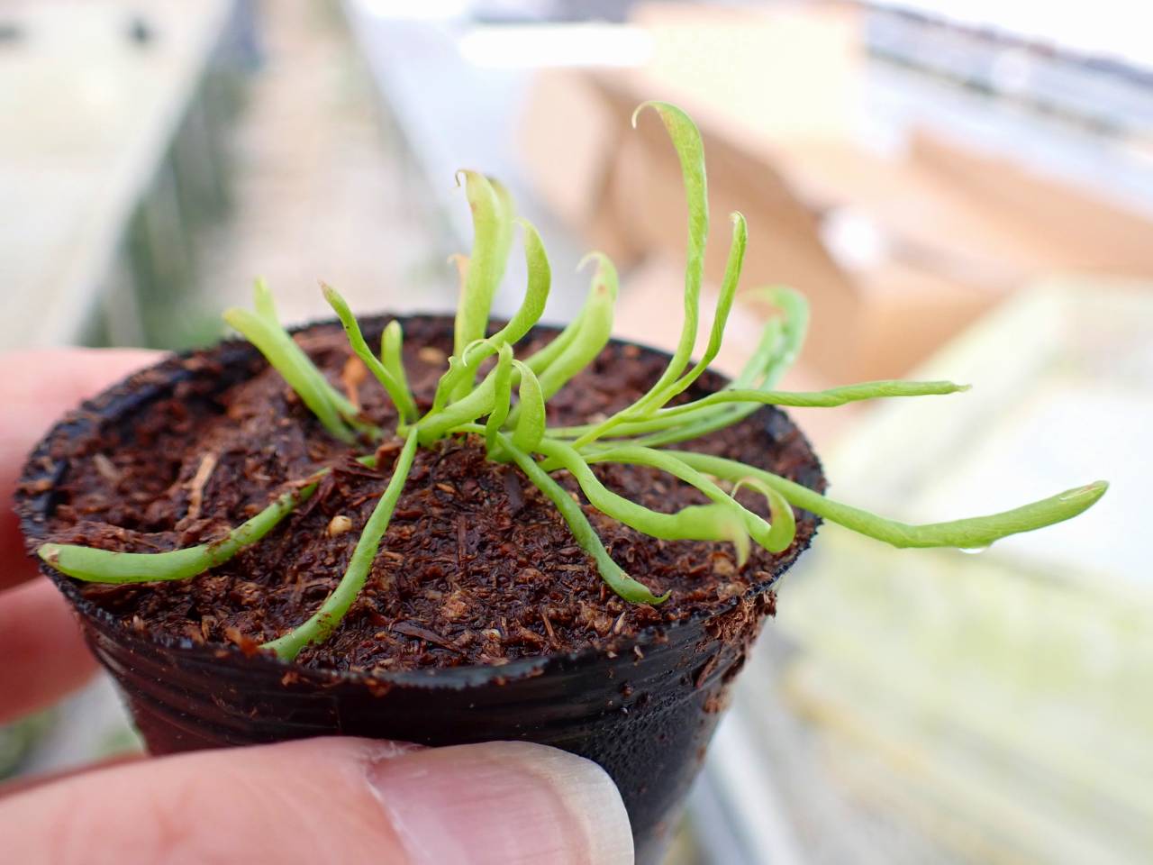 Y659 2H Darlingtonia californica Y's Lab - Y's Exotics （山田食虫