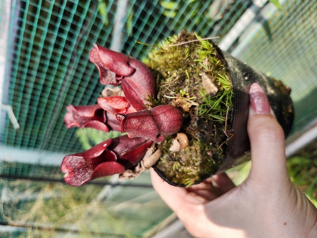 タイトル：昌蒲 Y008 S. purpurea ssp. venosa (伊勢花菖蒲園 選別丸形株 No.54