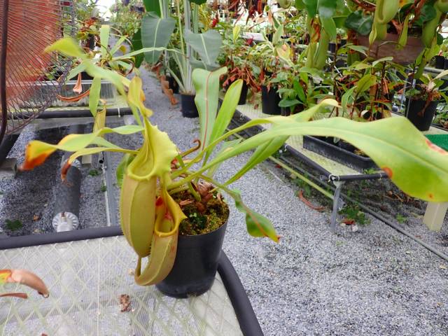 P222 5-1 #BBB N. veitchii (Lawas Hill) | Y's Exotics （山田