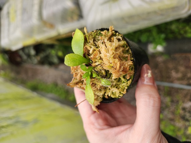 P589 1-1 Cphalotus follicularis {seedling of Hummer's Giant}[BCP