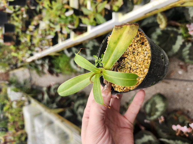 G403 1-2 N. ventricosa (e) dark red EP | Y's Exotics （山田食虫