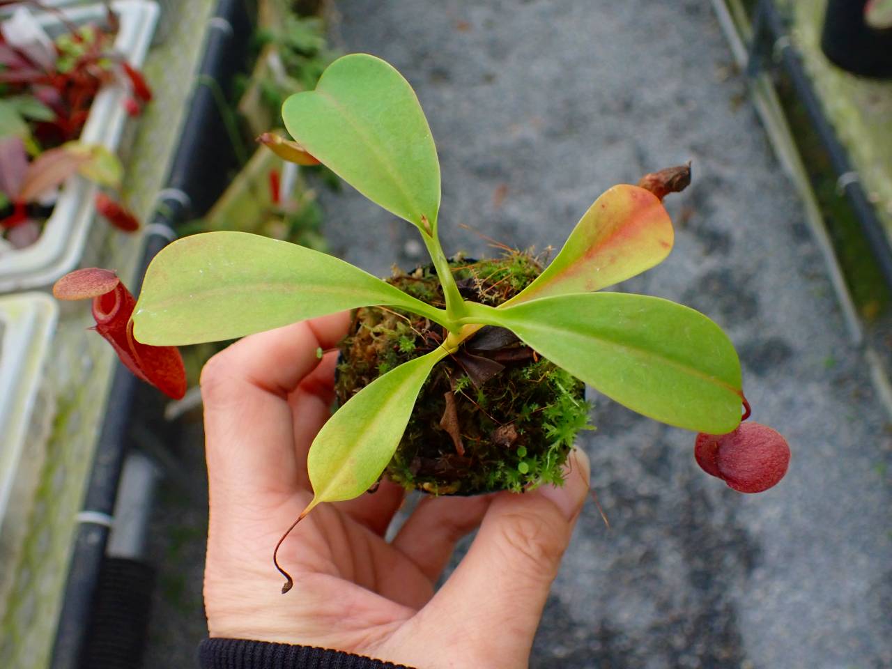 R153 5-1 #BBB N. ventricosa madja-as x rajah #NNN - Y's Exotics