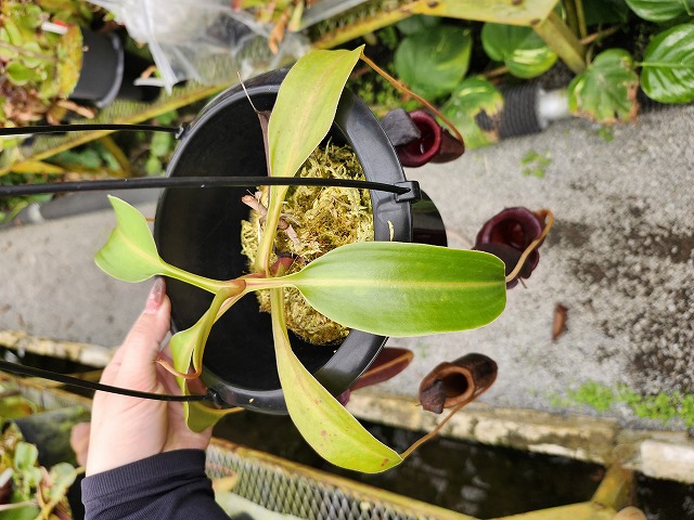 G842 1-2 N. jaquelineae x lowii | Y's Exotics （山田食虫植物