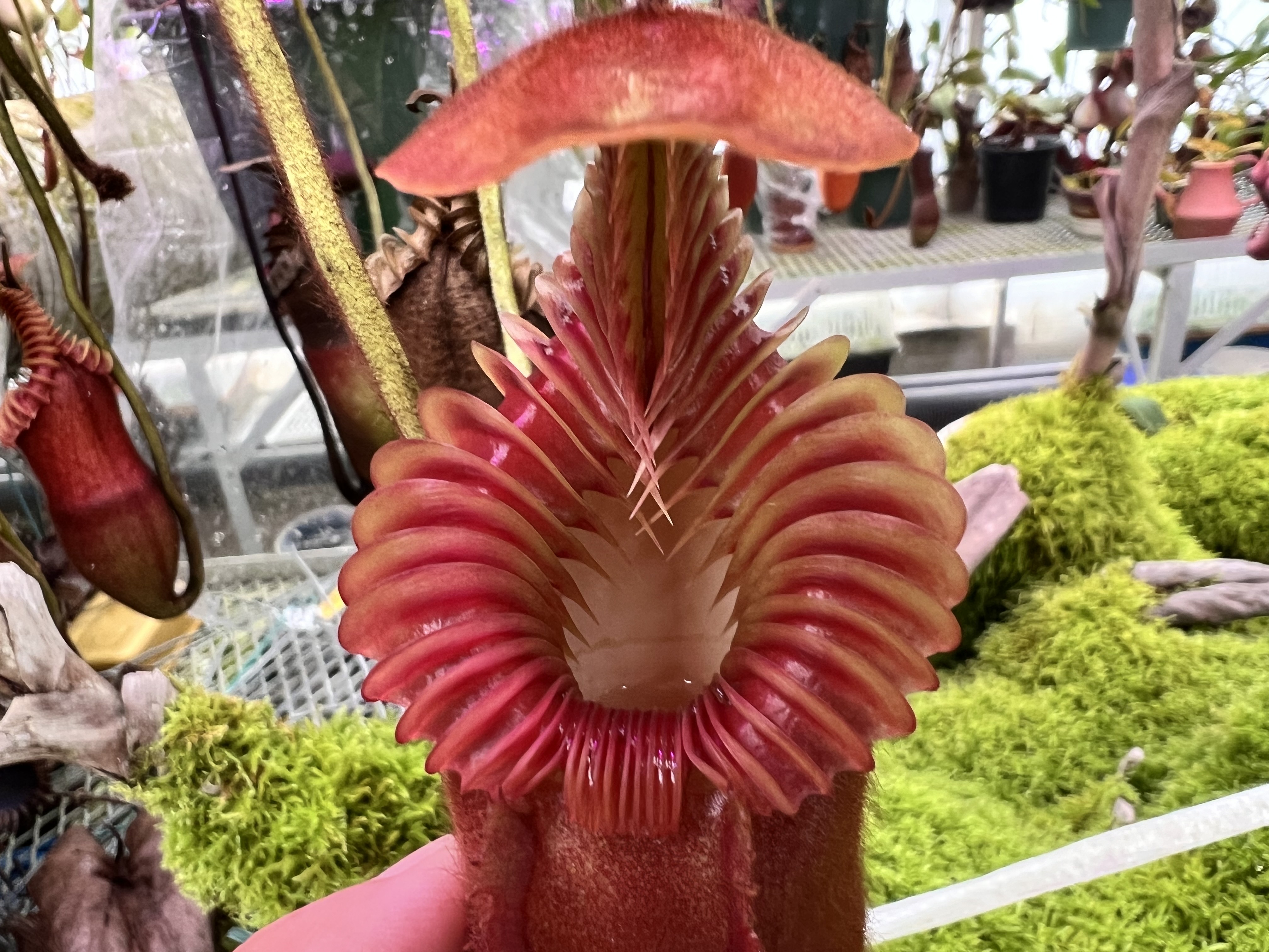 N.xharryana Tambuyukon - Y's Exotics （山田食虫植物農園）