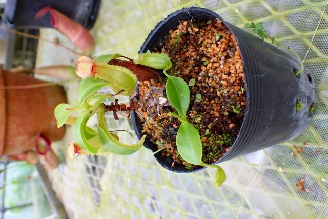 R142 4-2 #BBB N. alata red | Y's Exotics （山田食虫植物農園）