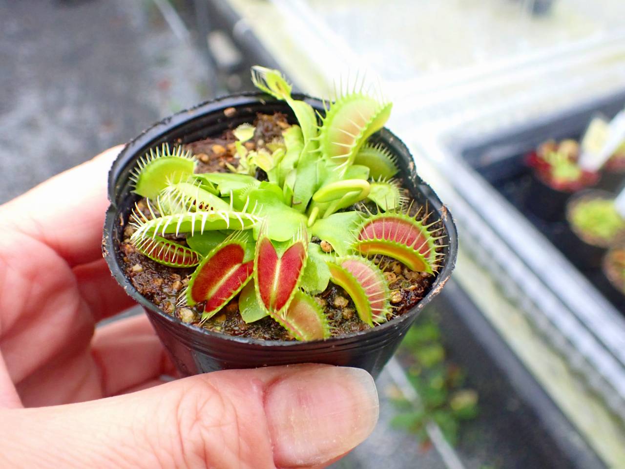 P924 5-3 Dionaea muscipula South-West Giant Y's Lab - Y's Exotics