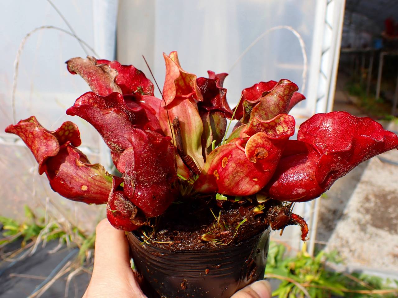 タイトル：昌蒲 タイトル：昌蒲 G859 S. purpurea ssp. venosa (伊勢花菖蒲園選別丸形