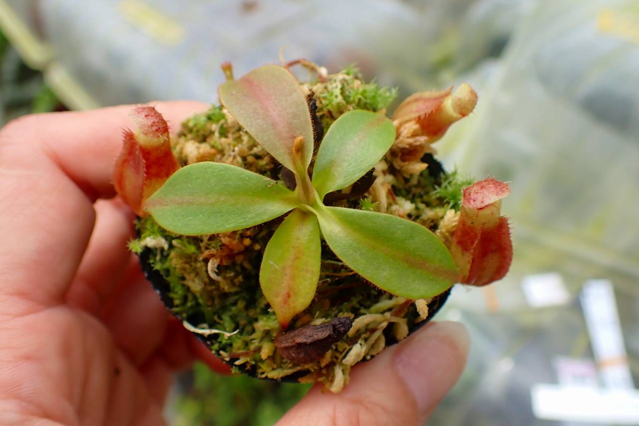 Microcyphus rousseaui　ウニ　殻　大 Microcyphus rousseaui ウニ 殻 大