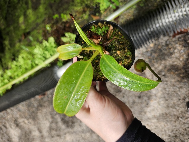 細畑 E213 1-3 N. macrophylla - Y's Exotics （山田食虫植物農園）