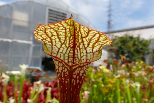G674 S. Sky Watcher TF | Y's Exotics （山田食虫植物農園）