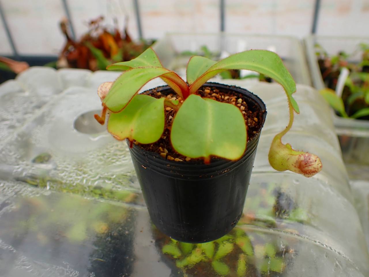 Y810 5-1 [YA-170] N. clipeata Nep Gardner Y's Lab - Y's Exotics