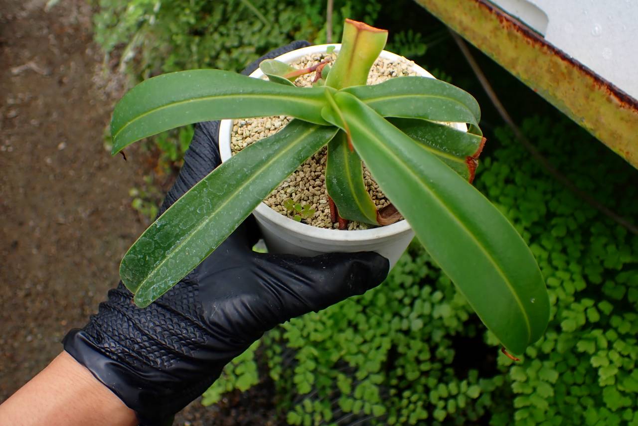 G122 1-3 N. ventricosa Quezon (No.49) - Y's Exotics （山田食虫植物