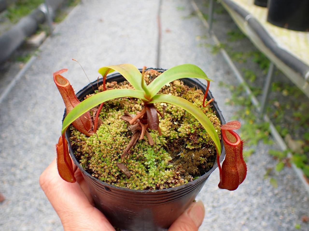 G261 5-3 N. Ventrata x tobaica EP - Y's Exotics （山田食虫植物農園）