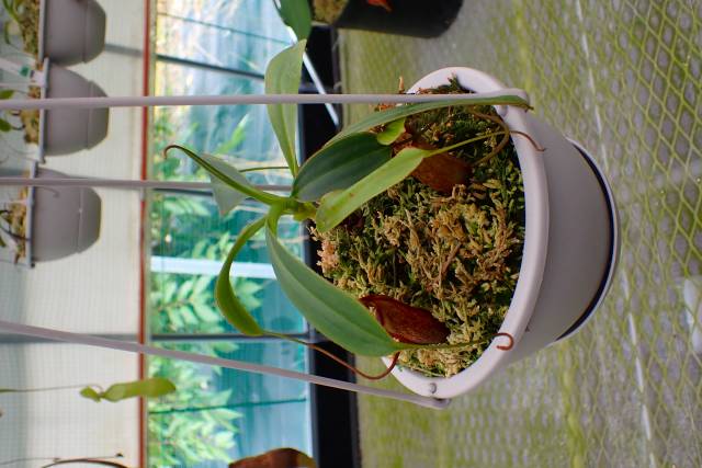 P908 5-3 N. palawanensis VL | Y's Exotics （山田食虫植物農園）