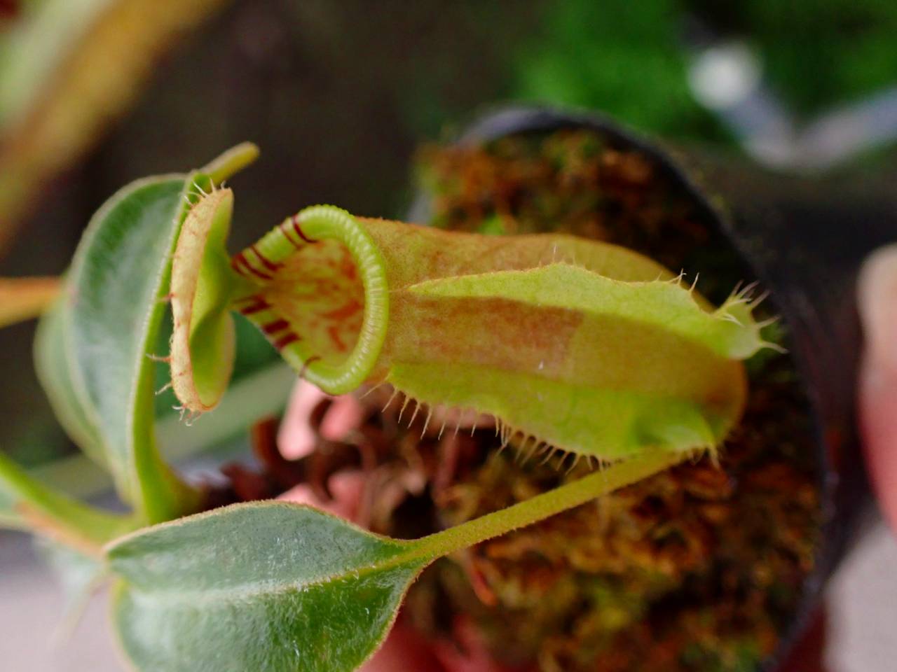 G913 1-3 #BBB N. rafflesiana nivea, Mardi x lowii konan - Y's