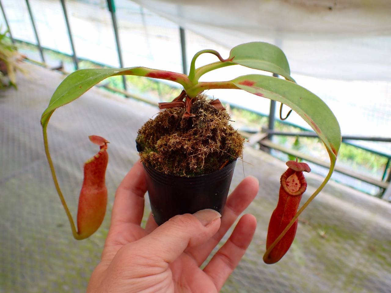 Y989 3-1 N. (truncata x peltata Y's) x edwardsiana #NNN - Y's