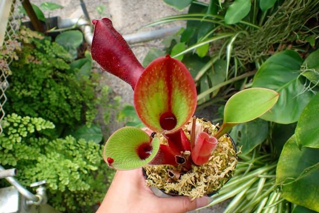 Microcyphus rousseaui　ウニ　殻　大 紫色系【ジンガサウニ】のウニ殻鑑賞～: あうるの森