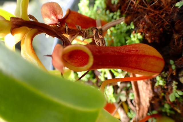 パピルス　ネフェルタリ J637 4-1 #BBB N. ventrata | Y's Exotics （山田食虫植物農園）