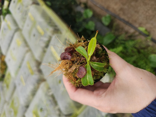 Y637 1-4 N. (ventricosa x xtrusmadiensis) x lowii #NNN - Y's