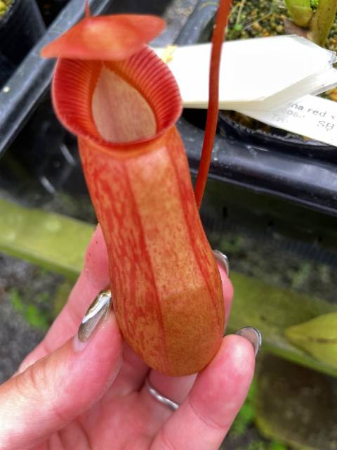 食虫植物N. edwardsiana x ventricosa red 食虫植物N. edwardsiana x ventricosa red