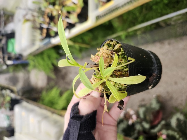 Y945 1-2 N. jamban Y's Lab | Y's Exotics （山田食虫植物農園）
