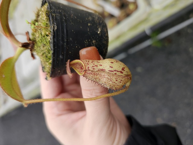 R516 5-1 N. erucoides x mindanaoensis Y's - Y's Exotics （山田食虫