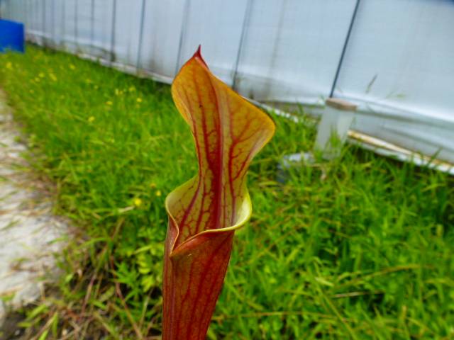 R412 S. flava var. atropurpurea (all red) Black Water Forest JIPS | Y's  Exotics （山田食虫植物農園）