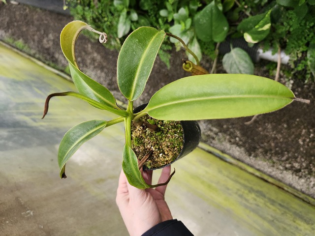 R480 1-4 N. edwardsiana (Ranau) - Y's Exotics （山田食虫植物農園）