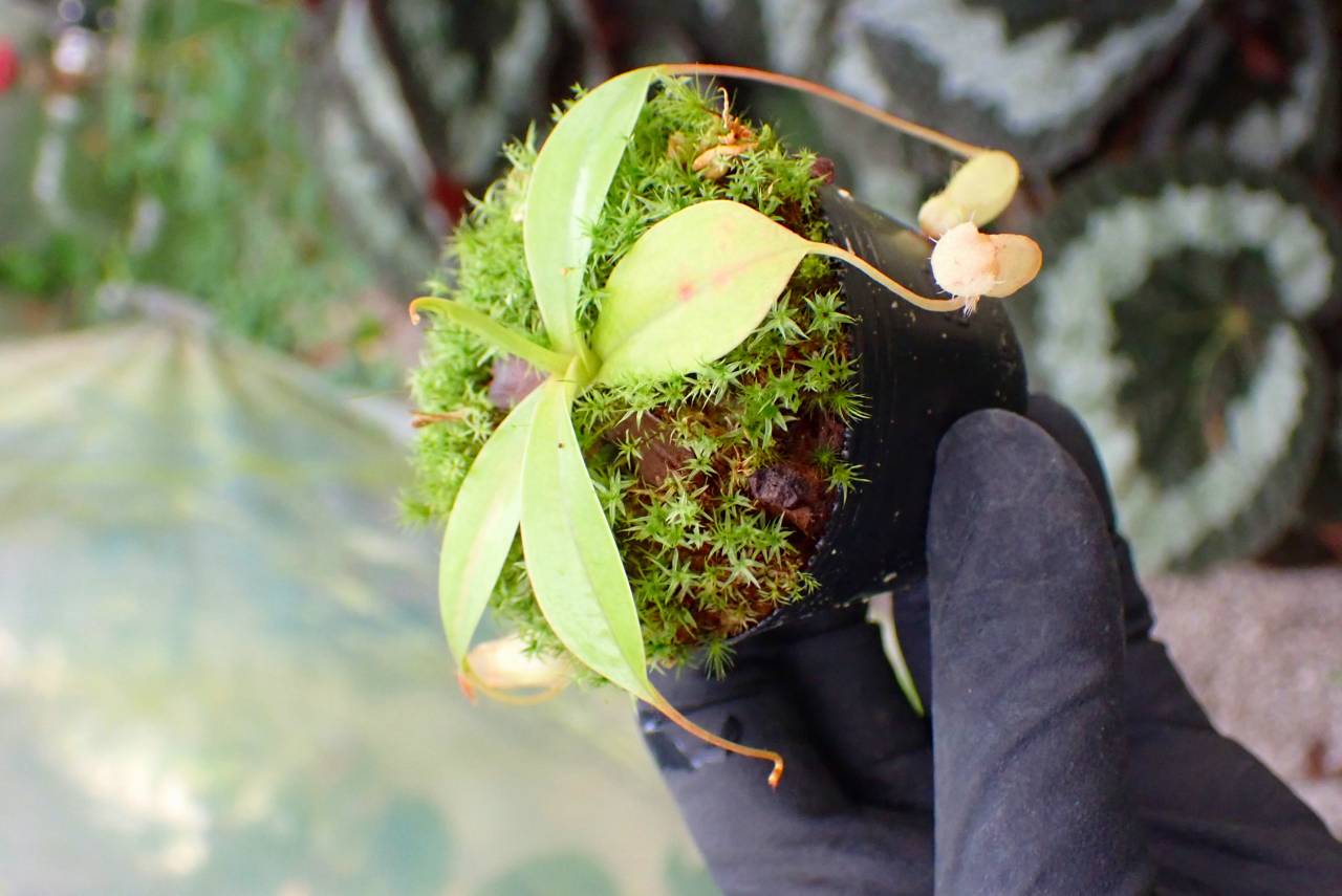 G154 1-4 [YA-100] N. sibuyanensis Y's Lab - Y's Exotics （山田食虫